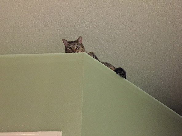 Miscellanea and Holidays 2015 and 7th Anniversary