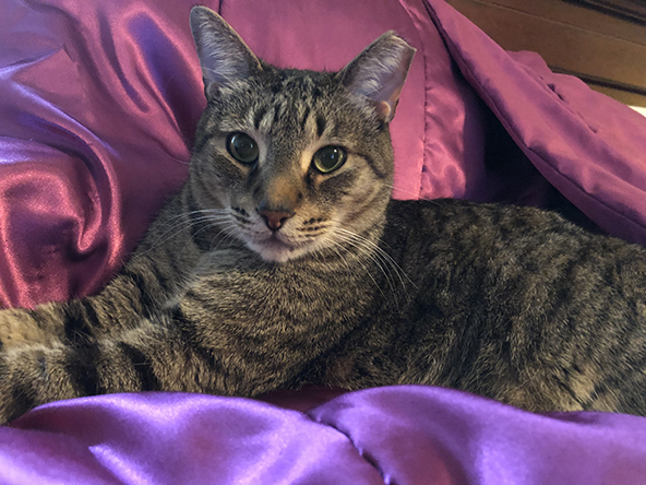 Miscellanea 2019; Christmas & 11th anniversary