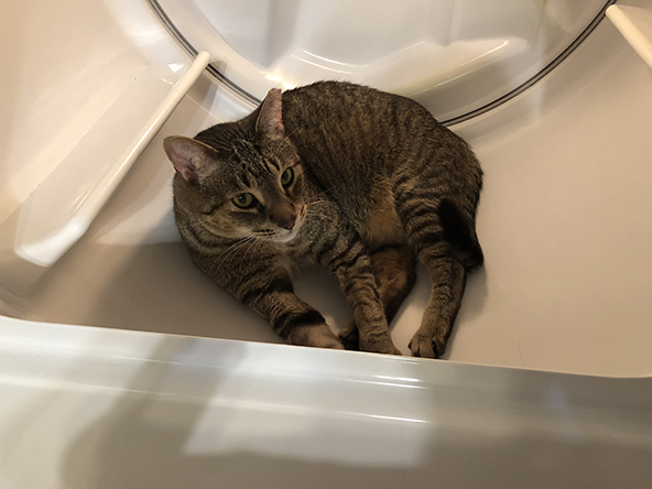 Miscellanea 2019; Christmas & 11th anniversary