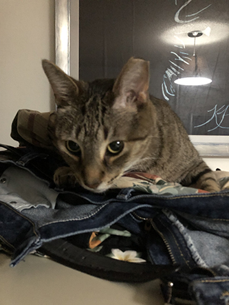 Miscellanea 2019; Christmas & 11th anniversary