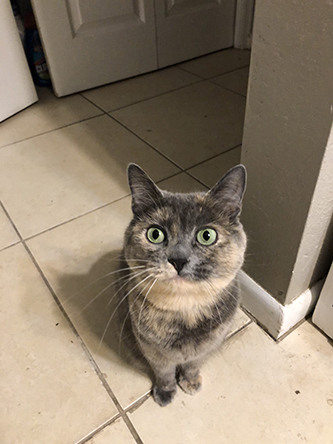 Miscellanea 2019; Christmas & 11th anniversary