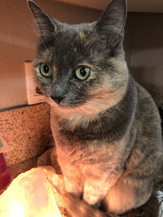 Miscellanea 2019; Christmas & 11th anniversary