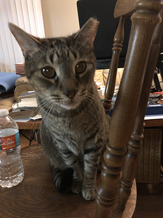 Miscellanea 2019; Christmas & 11th anniversary