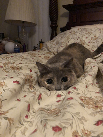 Miscellanea 2019; Christmas & 11th anniversary