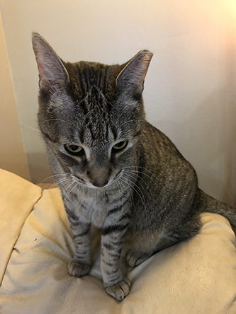 Miscellanea 2020; Christmas 2020; 12th Anniversary