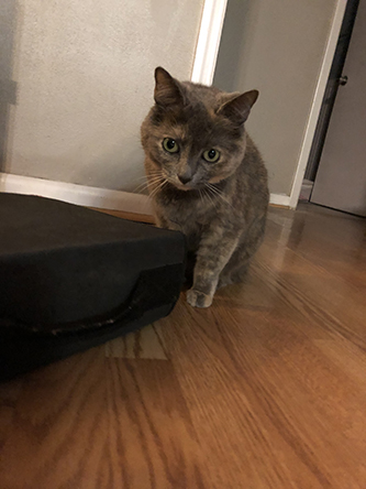 Miscellanea 2020; Christmas 2020; 12th Anniversary